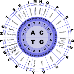 Circular diagram illustrating DNA nucleotide bases (A, C, G, T) in concentric rings with codon sequences.