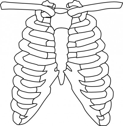 Rib Cage clip art Free vector in Open office drawing svg 