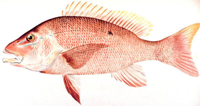 Scientific illustration of a red snapper fish with pinkish-red scales, yellow-tipped dorsal fin, and open mouth against white background.