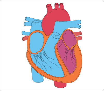 Cardiac Cliparts - Free Images for Heart Health Education