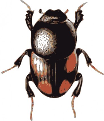 Free Beetles Cliparts, Download Free Beetles Cliparts png images, Free ...