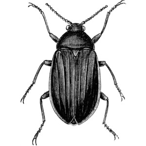 Ground Beetle Illustration - Scientific Drawing for Entomology & Education