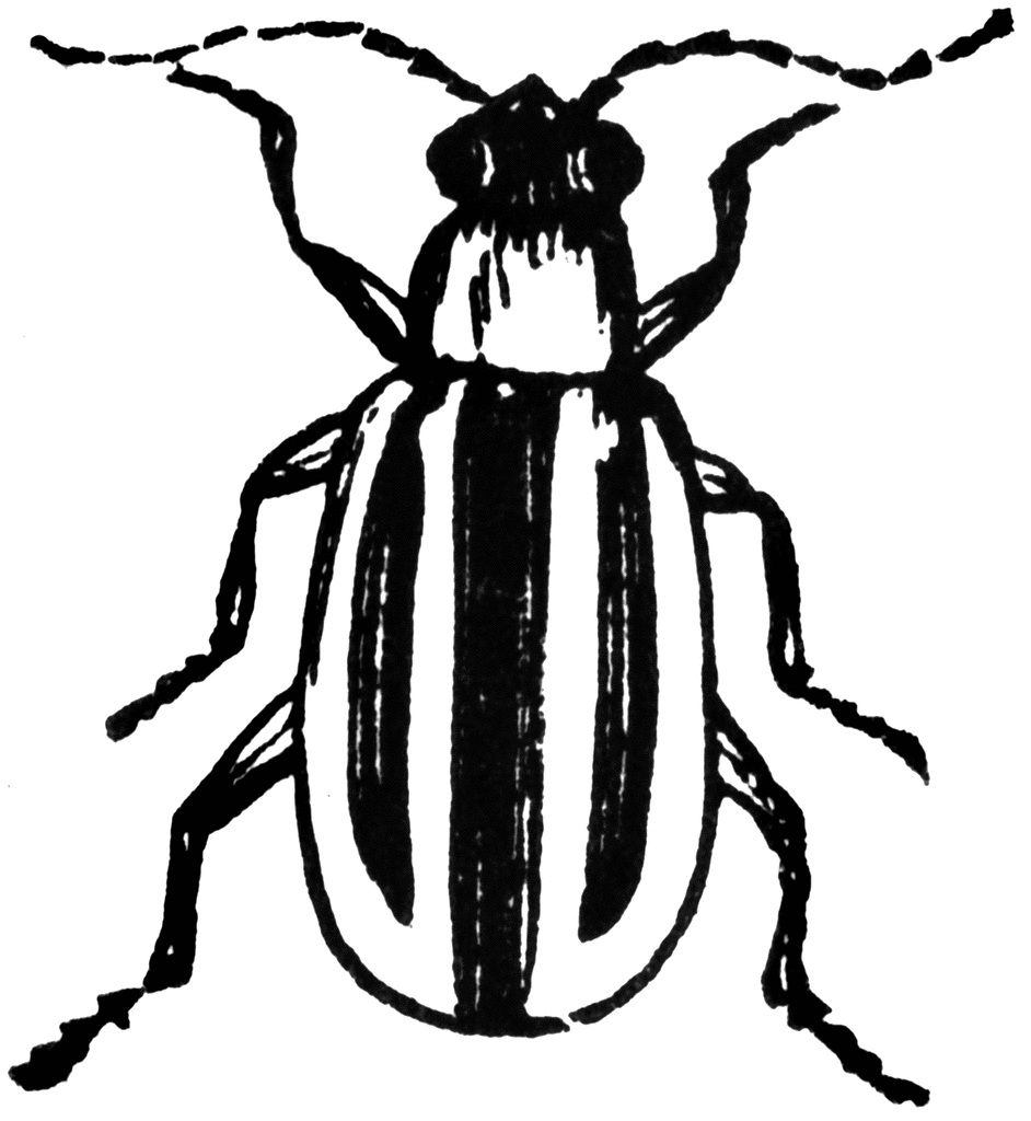 Striped Cucumber Beetle 