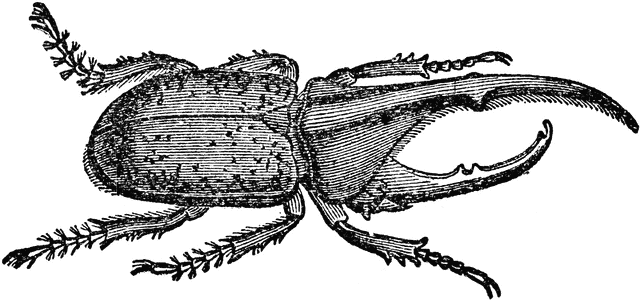 Stag Beetle Illustration - Scientific Drawing for Entomology & Education