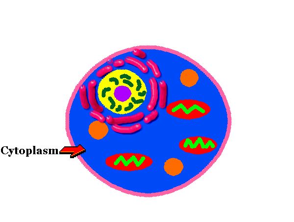 cytoplasm clipart