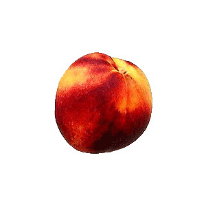 Nectarine Clipart ~ Clipart Cafeteria 
