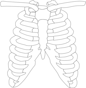 Rib Cage coloring page  Free Printable Coloring Pages
