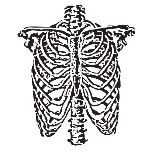 Rib Cage Drawing 