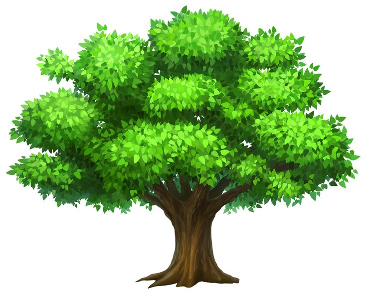 Oack Tree PNG Clipart Picture 