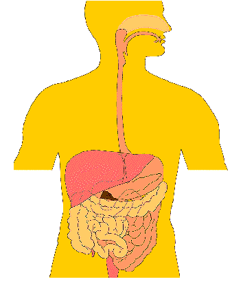 digestive system gif