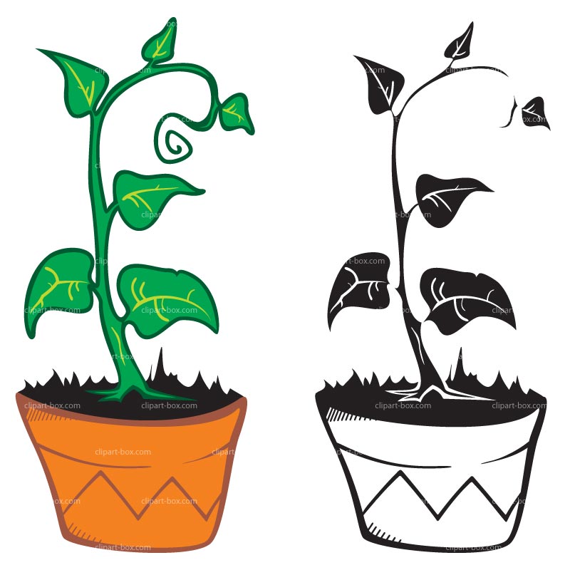 Color and black-and-white illustrations of a potted vine plant with heart-shaped leaves and zigzag-patterned pot.