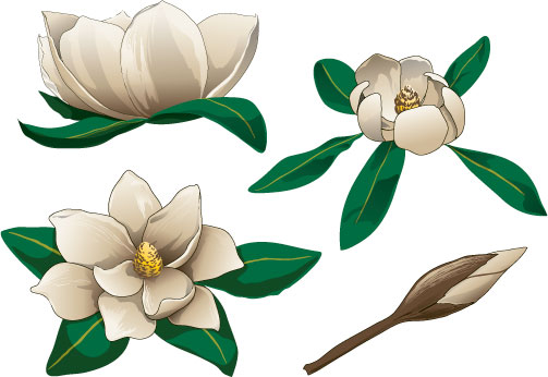 vector magnolia clipart