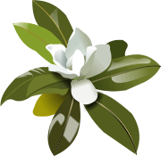 Magnolia Flower Illustration - Elegant Botanical Art for Design & Web