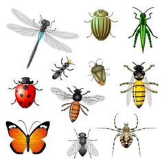 insects clipart - Clip Art Library