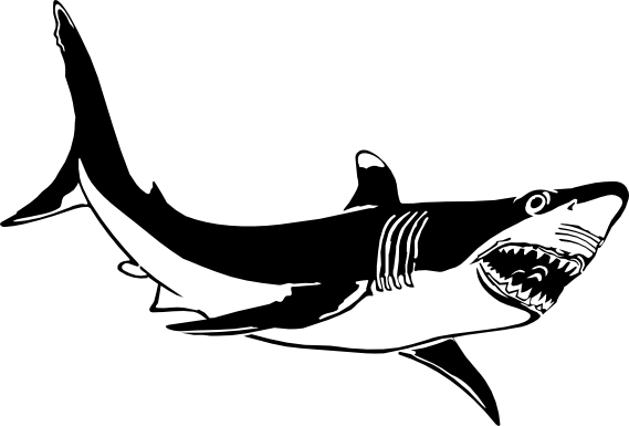 Black-and-white illustration of a great white shark with open jaws showing sharp teeth, swimming left to right.