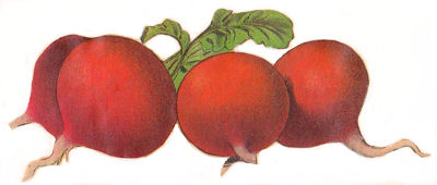 Four vibrant red radishes with green leafy tops and slender taproots, illustrated in a classic botanical style.