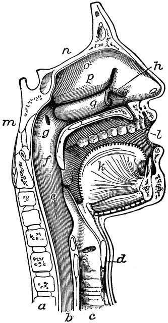 Human Upper Airway and Digestive Tract Anatomy Diagram