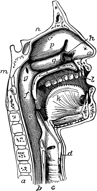 The Mouth, Nose, and Pharynx