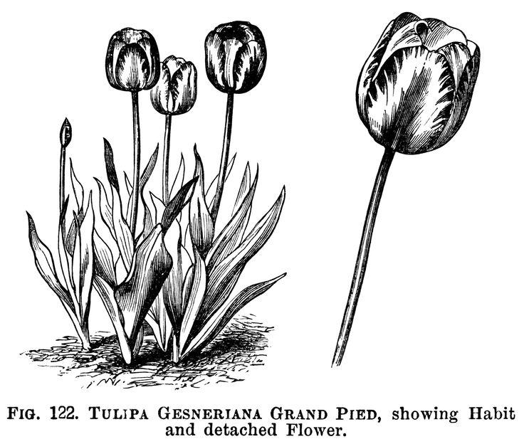 Tulipa Gesneriana ~ Free Printable Vintage 