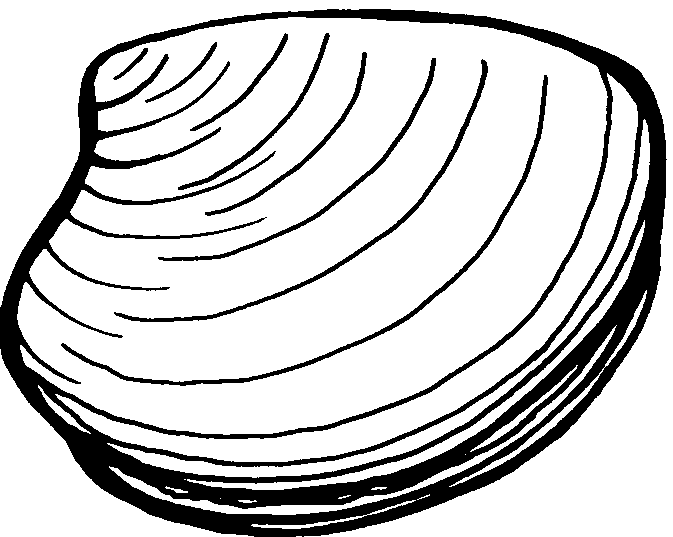 Clam Clipart Black And White 