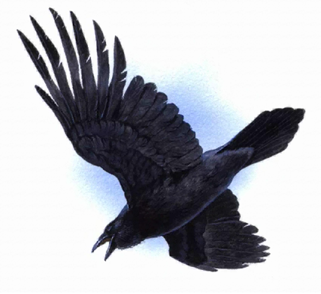 A black crow in mid-flight with wings fully spread and beak open, against a soft blue-white gradient background.