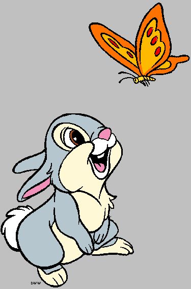 Thumper amazed by a butterfly 