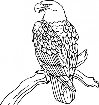Black-and-white line drawing of a bald eagle perched on a branch, detailed feather patterns and sharp beak visible.