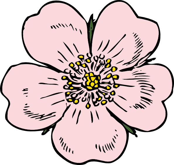 Hand-drawn pink wild rose with yellow stamens and green sepals, stylized botanical illustration.