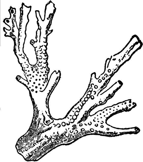 Black-and-white botanical illustration of a branching coral-like marine organism with dotted surface texture.