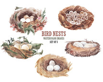 Popular items for bird nest clip art
