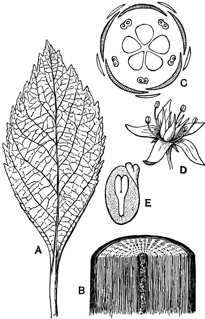 Botanical Diagram of Plant Anatomy - Leaf, Stem, Flower, Fruit, and Seed Structures