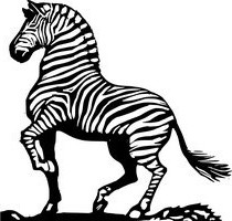 Zebras Clip Art