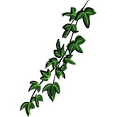 Jungle Vines 