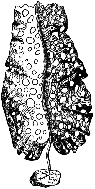 Detailed black-and-white botanical illustration of a spotted leaf with central vein, textured surface, and attached seed pod.