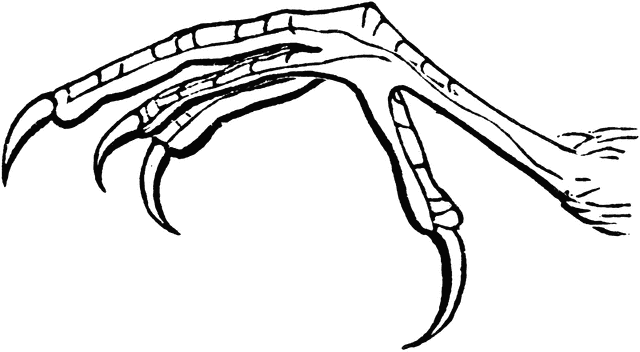Detailed line drawing of a bird of prey’s taloned foot, showing sharp curved claws and scaly texture.