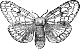 Moth Illustration - Scientific Drawing of Lepidoptera Anatomy