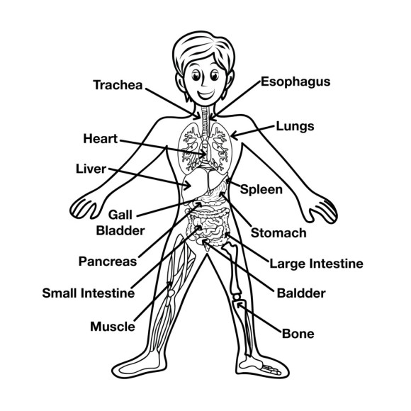 Kids Human Body Parts Diagram Clipart
