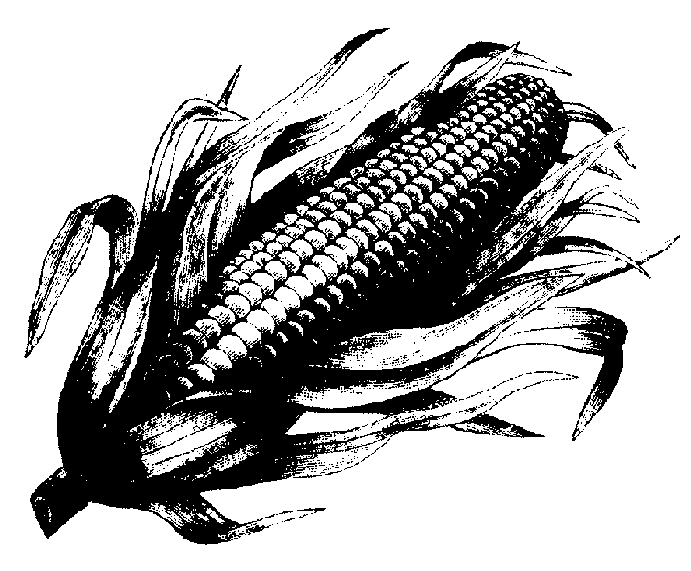 Corn Cob Pictures
