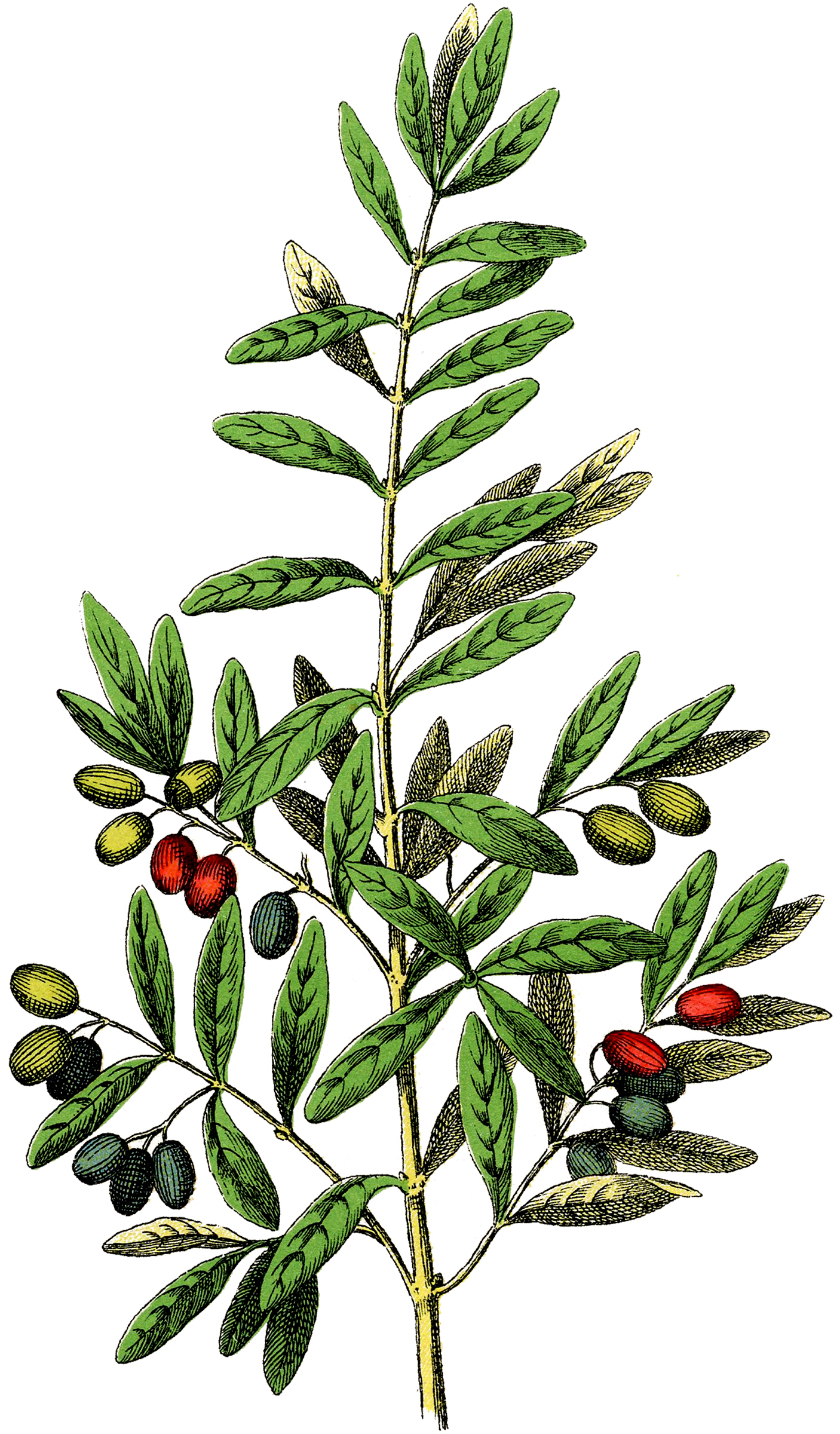 Botanical illustration of an olive branch with green leaves and olives in various ripening stages-green, purple-black, and red.