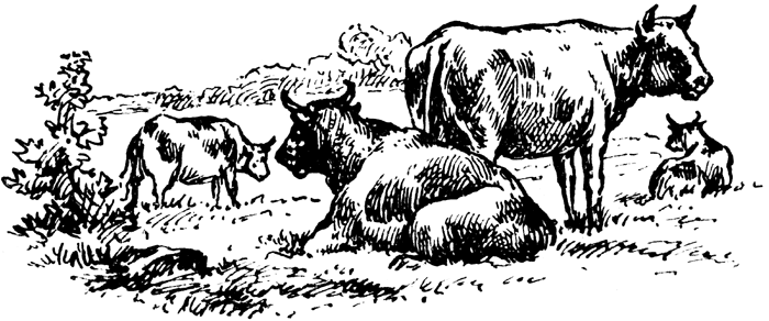 Black-and-white line drawing of four cattle-two standing, one lying, one calf-grazing in a pastoral field with shrubs and grass.