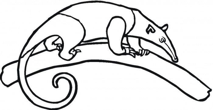 Anteater Clipart 