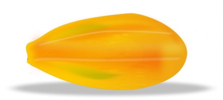 Yellow Seed Pod Close-Up - Botanical Illustration & Plant Anatomy