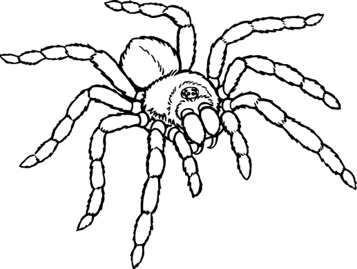 Black-and-white line drawing of a detailed spider with eight segmented legs and prominent fangs.