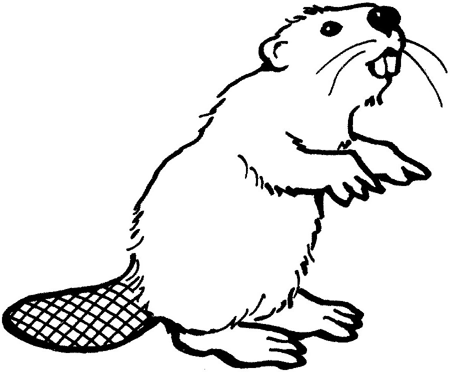 Black-and-white line drawing of a beaver standing upright, showing its large incisors and distinctive flat, scaly tail.