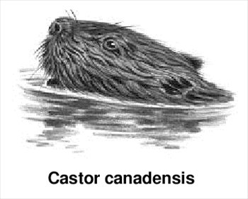 Free Beavers Clipart 