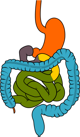 Intestine Diagram 