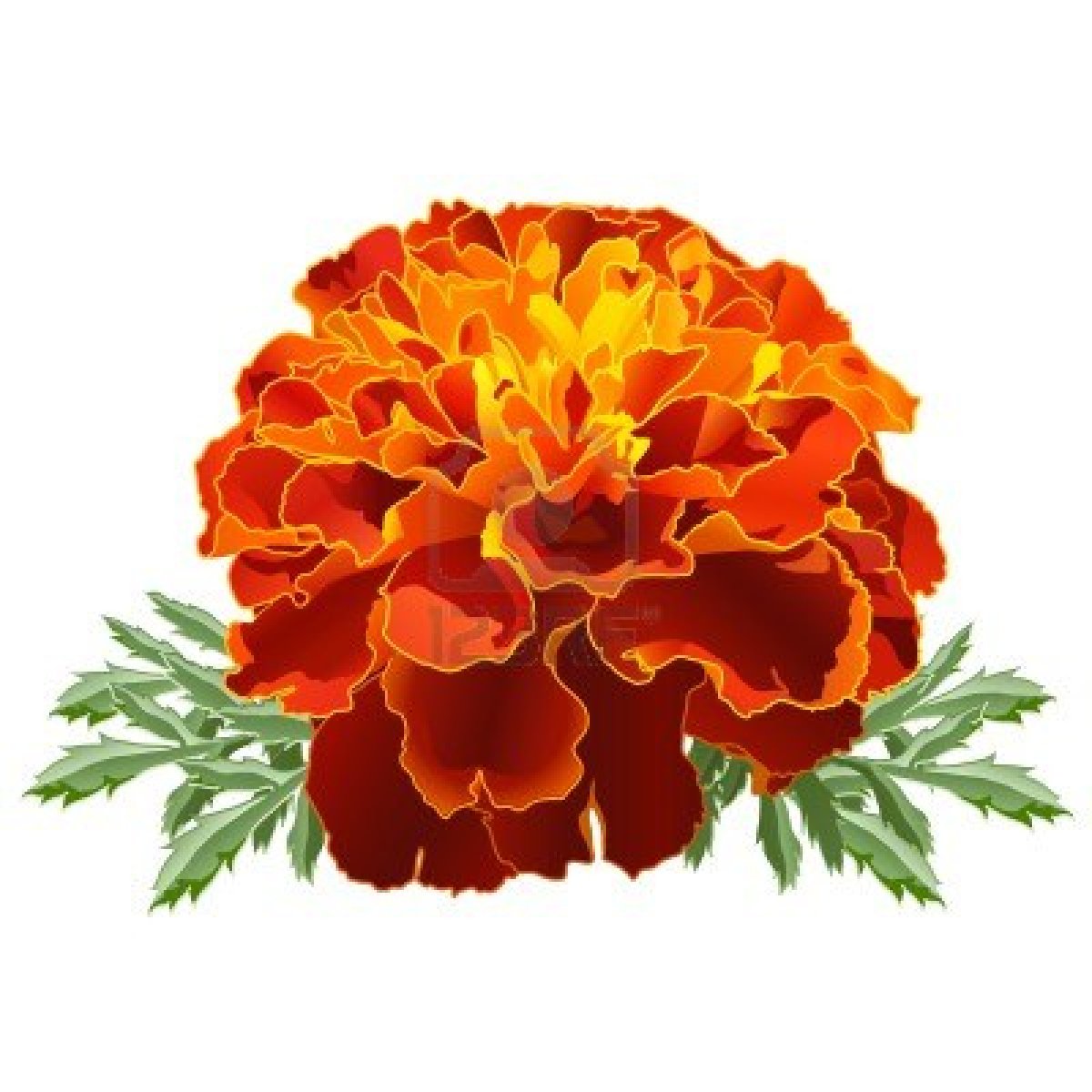 vector flor de cempasuchil - Clip Art Library