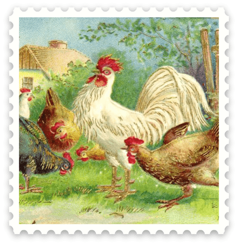 vintage chicken clip art