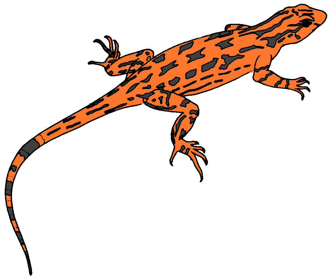Orange Spotted Lizard Illustration - Wildlife Art & Educational Resource