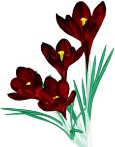 Vibrant Red Crocus Flower Illustration - Botanical Art for Gardens & Design